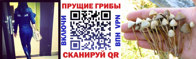 Купить закладки  Медынь  Псилоцибиновые грибы Psilocybe 